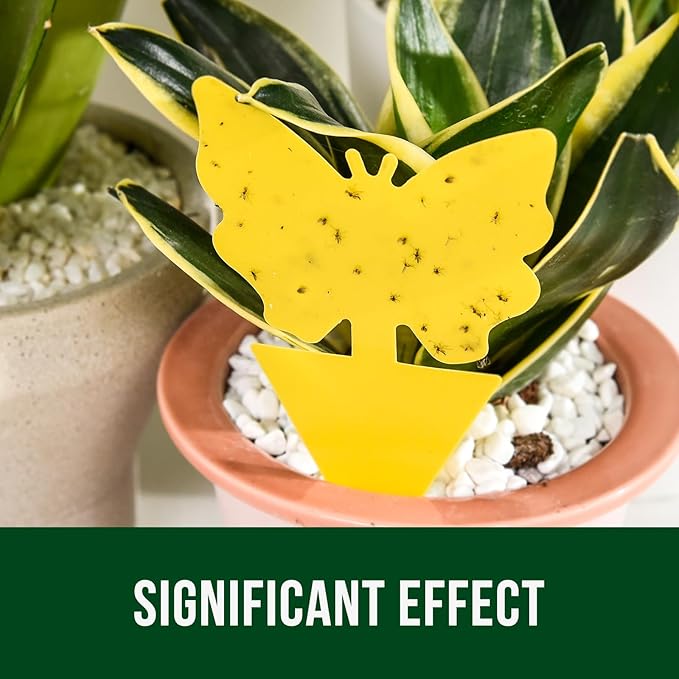 Garsum Fruit Fly Sticky Trap for Indoor and Outdoor, 36 Pack Fungus Gnat Killer for Houseplant,Mosquitos, Flying Insect, White Flies