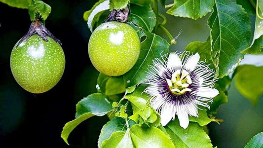 GARDENERA Premium Passion Fruit Potting Soil Mix - Perfect Balance of Nutrients, Drainage, and Aeration for Thriving Passion Fruit Vines - 20 Quart