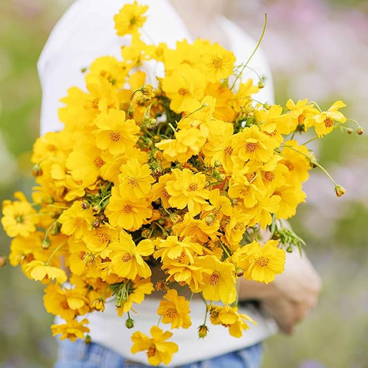 Eden Brothers Sulphur Cosmos Seeds - Crest Gold