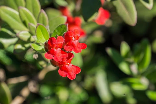 6 Island Snapdragon (Galvezia speciosa) Outdoor Native Plant Plugs in Individual pots, Direct from Grower, no neonicotinoids, Supports pollinators