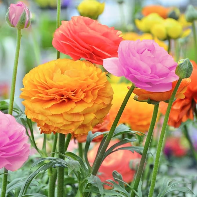 Amazing Deal (15 Pack) Double Dutch Buttercup Mixed Perennial Flower Bulbs - Magnificent Brightly Colored Double Blossom Rose-Like Flowers - Variety Ranunculus Pack - 1000's Sold