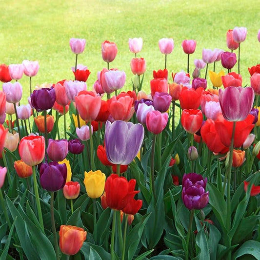 Direct Gardening Long-Stemmed Perennial Tulip Mixture, Dormant Spring Flowering Bulbs, 35 per Offer