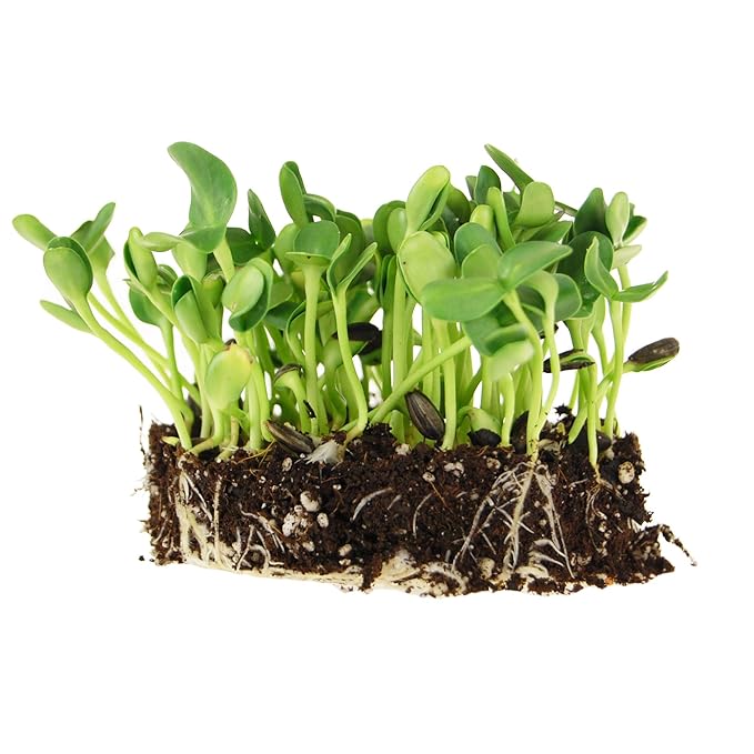 Organic Unshelled Sunflower Seed- 5 Bags Pre-Measured for a 10"x20" Growing Tray (About 2.5 Lbs) - Non-GMO Black Oil Sun Flower Seeds for Sprouts, Microgreens, More