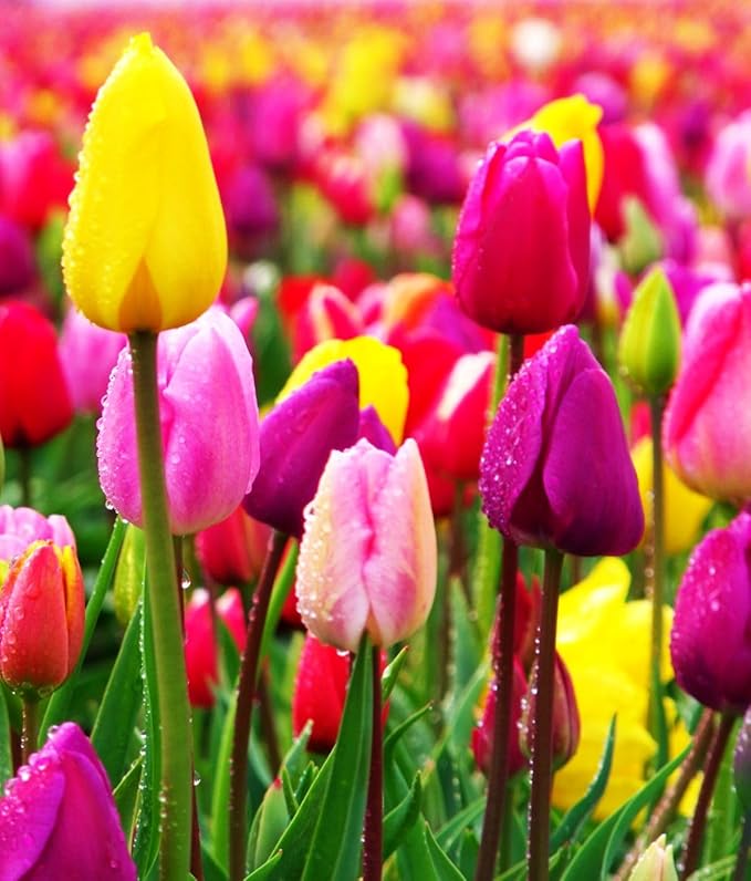 Triumph Tulip Bulbs for Fall Planting Mixed Perennial Hybrids Darwin Changing Colors Emperor Mixture Size 12+ (50, Emperor Mixture)