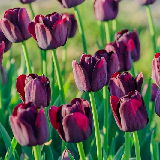 BRECK'S Queen of The Night Tulip Dark Purple Spring Flowering Bulbs - Each Offer Includes 10 Bulbs