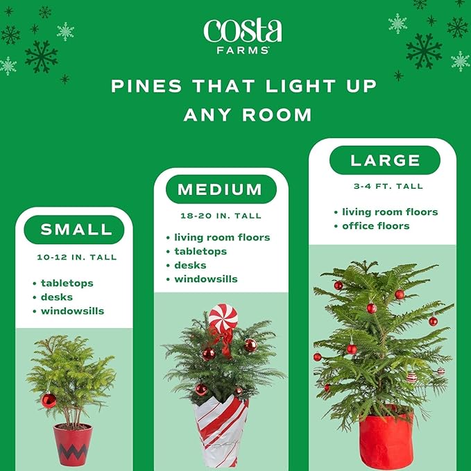Costa Farms Live Small Norfolk Island Pine Christmas Tree in Modern Décor Planter, Holiday, Christmas Gift, Decoration, Holidays Room Decor, 10-12 Inches Tall