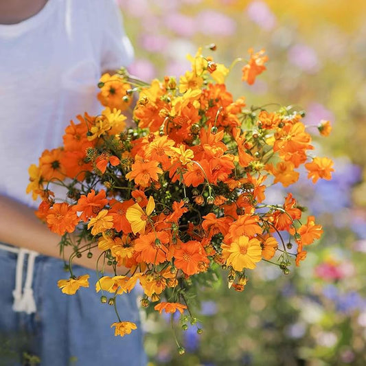 Eden Brothers Sulphur Cosmos Seeds - Bright Lights