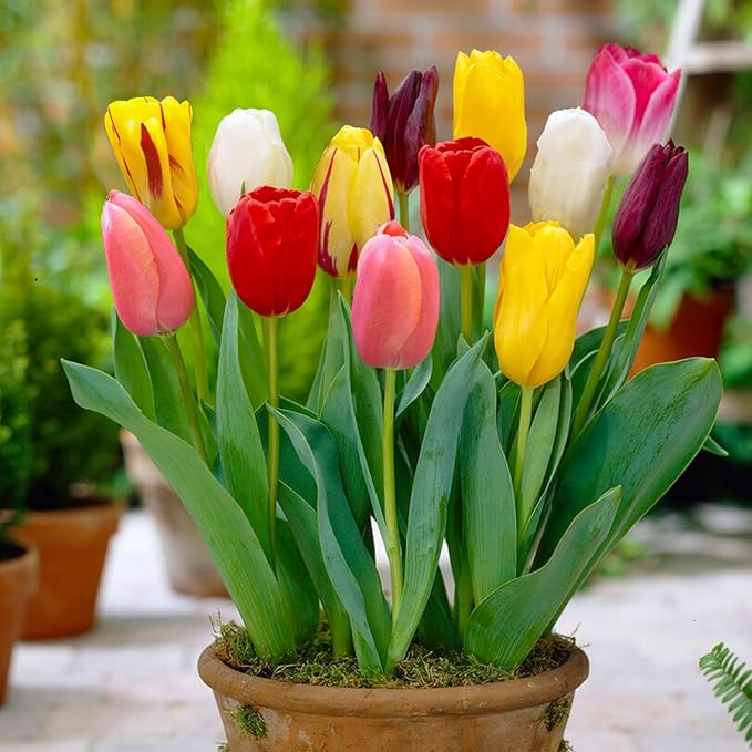 Garden State Bulb Bright Sunshine Mix Single Late Tulip Flower Bulbs, 12/+ cm, Fall Planting (Bag of 50)