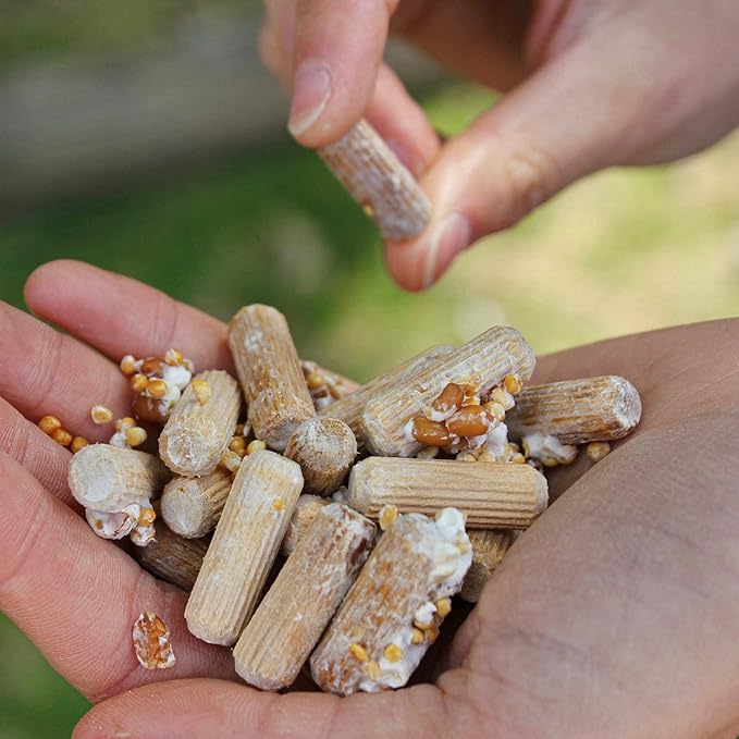 North Spore Organic Chestnut (500 ct) Mushroom Plugs for Logs | Premium Quality Mushroom Plug Spawn | Handmade in Maine, USA | Grow Gourmet Mushrooms Outdoors on Logs | Pholiota adiposa