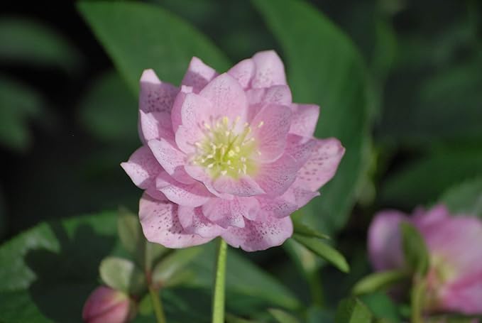 Perennial Farm Marketplace Helleborus x W.J. 'Cotton Candy' (Lenten Rose) Perennial, 1 Quart, Pink Flowers