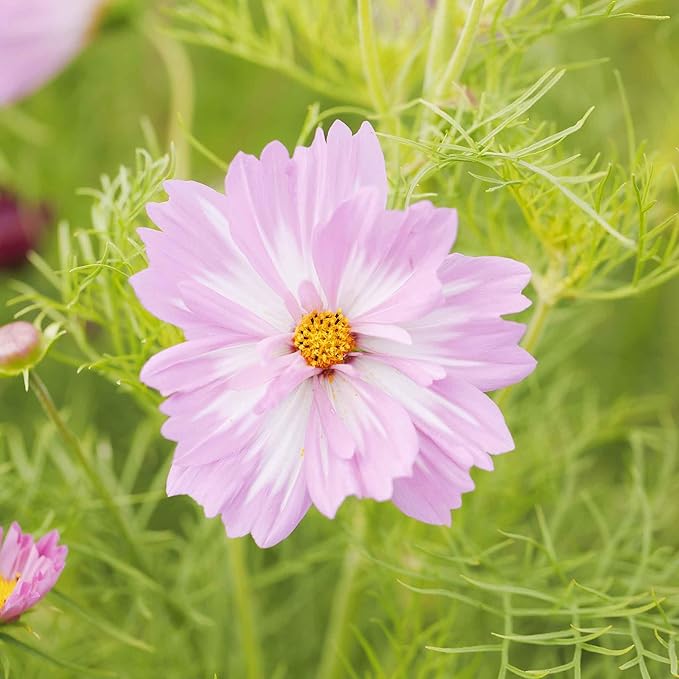 Eden Brothers Cosmos Seeds - Psyche Mix