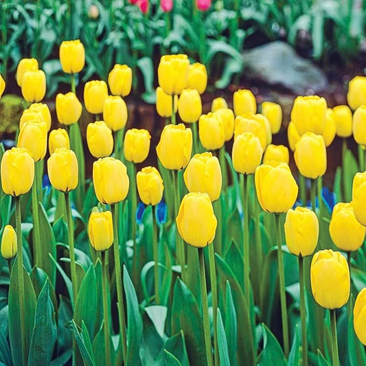 Direct Gardening Golden Apeldorn Darwin Hybrid Perennial Tulips, Dormant Spring Flowering Bulbs, 20 per Offer