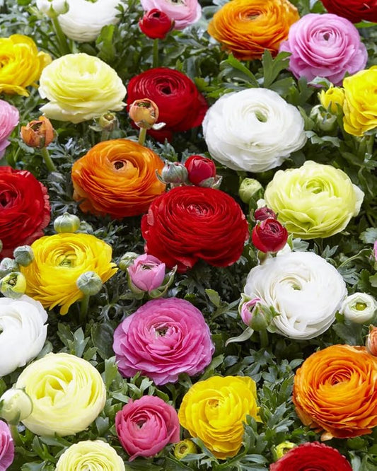 Amazing Deal (15 Pack) Double Dutch Buttercup Mixed Perennial Flower Bulbs - Magnificent Brightly Colored Double Blossom Rose-Like Flowers - Variety Ranunculus Pack - 1000's Sold