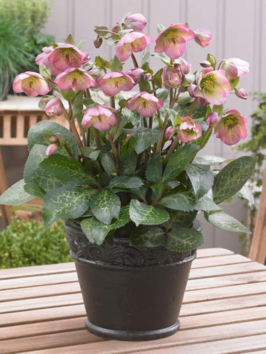 Perennial Farm Helleborus Frostkiss® Dorothy's Dawn® No. 1