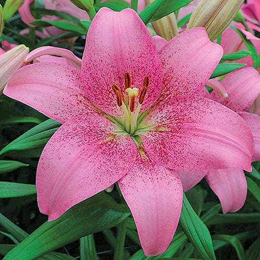 Easy to Grow Lilium Asiatic Tango Lily 'Pink Brush' Plant Bulbs (3 Pack) - Pink Flowering Blooms in Summer Gardens