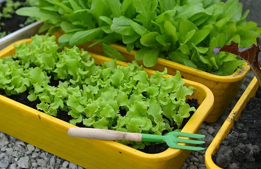 Gardenera Premium Potting Soil Blend for Lettuce Iceberg - The Ultimate Mix for Healthy, Vibrant, and Crisp Lettuce - 2 Quart