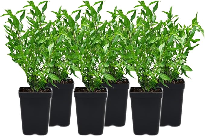 6 Coast Sunflower (Encelia californica) Outdoor Native Plant Plugs in Individual pots, Direct from Grower, no neonicotinoids, Supports pollinators