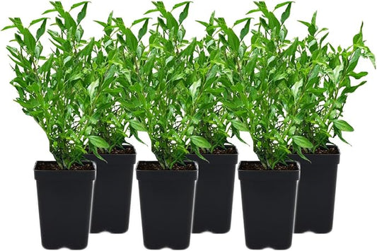 6 Coast Sunflower (Encelia californica) Outdoor Native Plant Plugs in Individual pots, Direct from Grower, no neonicotinoids, Supports pollinators