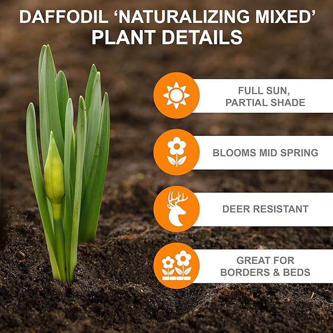 Garden State Bulb Naturalizing Mixed Daffodil Flower Bulbs, 12/14cm, Fall Planting (Bag of 100)