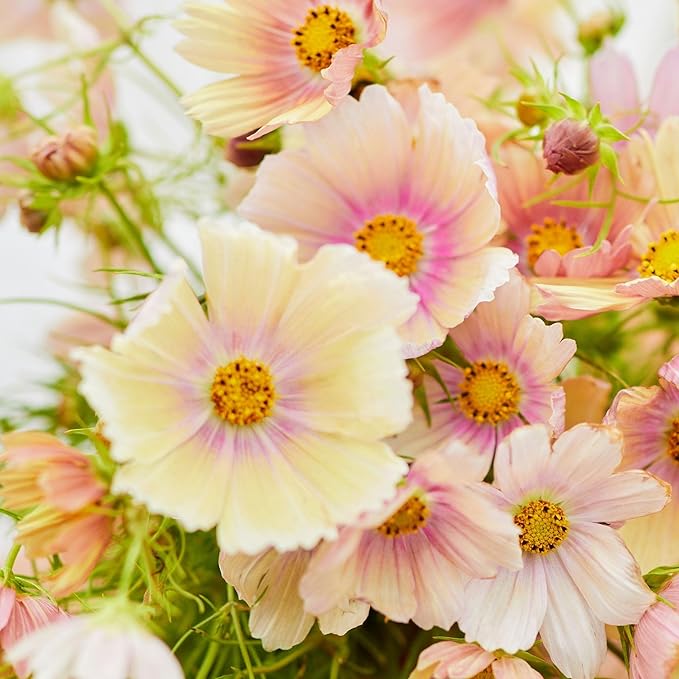 Eden Brothers Cosmos Seeds - Apricot Lemonade