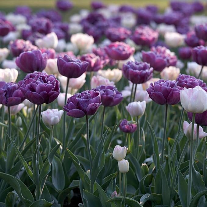Garden State Bulb Double Late Double Dutch Mix Tulip Flower Bulbs, 12/+ cm, Fall Planting (Bag of 25)