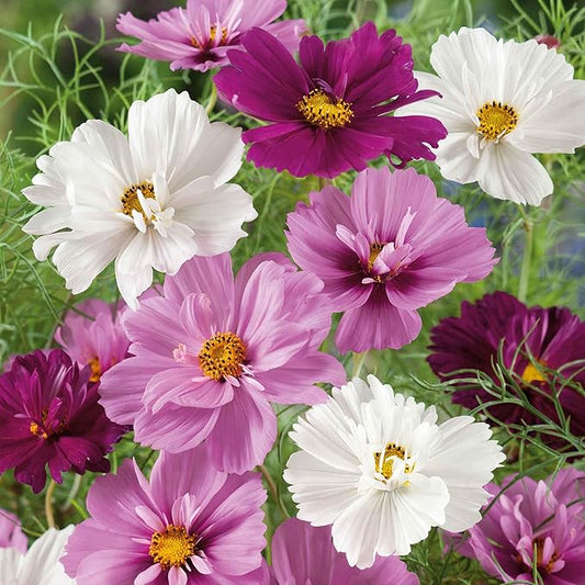 Eden Brothers Cosmos Seeds - Psyche Mix