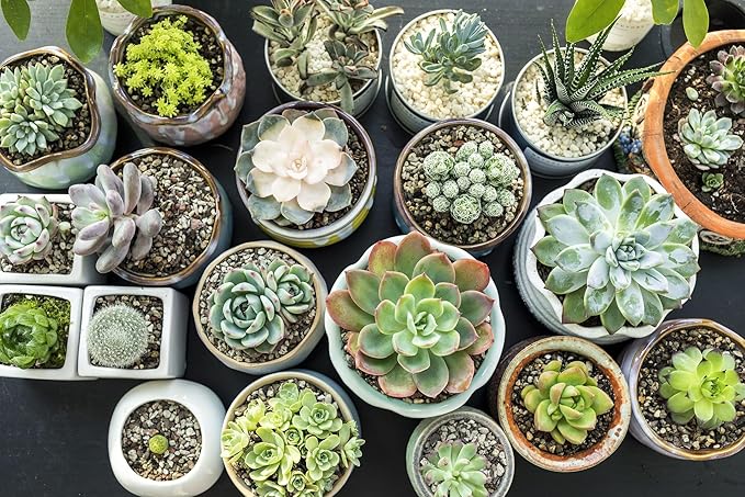 Gardenera Organic Planting Mix - Provide Your Plants with The Perfect Foundation for Thriving Growth - 4 QUARTS