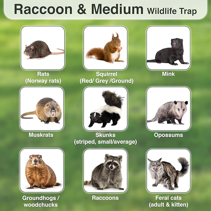 HOMESTEAD 32 Inch Live Animal Trap - Specialized for Raccoons, Opossums, Groundhogs, Skunks, Feral Cats, Squirrels - Humane Way Catch & Release Animal Trap