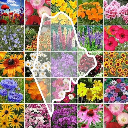 Eden Brothers Maine Wildflower Mixed Seeds for Planting, 1 oz, 30,000+ Seeds with Lupine, Cornflower | Attracts Pollinators, Plant in Spring or Fall, Zones