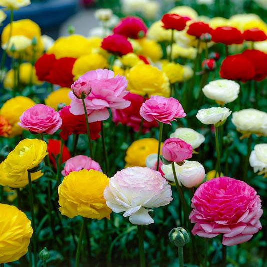 Dutch Bulbs Ranunculus Multicolored Collection (50 Pieces), Buttercup Mix in 5 Colors, Hardy Ranunculus Bulbs from The Netherlands, Real Bulbs/Plants (Without Seeds and not Artificial)