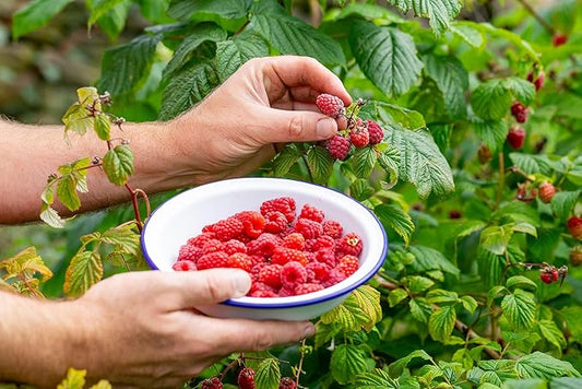 Gardenera Premium Raspberry Potting Soil Mix - Optimal Blend for Thriving and Juicy Berries - 3 Quart