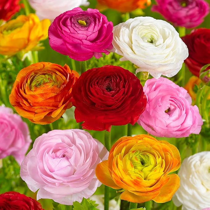 Garden State Bulb Ranunculus Mixed Flower Bulbs, 7/8cm, Fall Planting (Bag of 100)
