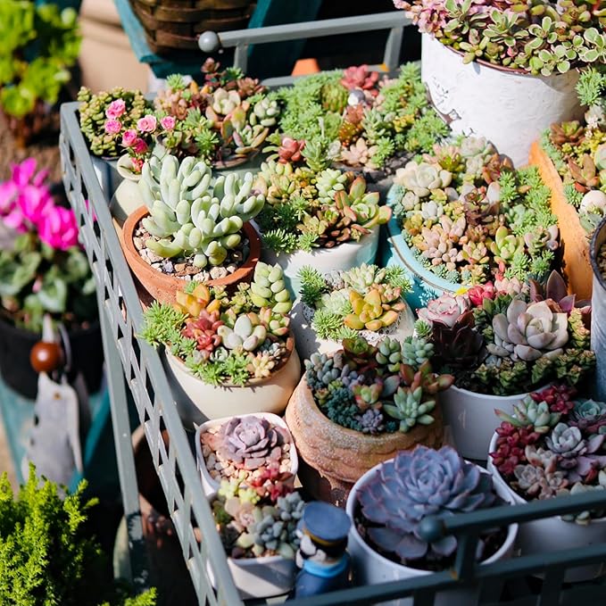 Sprout N Green 10 Assorted Succulents with Root, 10 Different Varieties Live Plants Collection, Without Plant Pot, Great for Gardener Beginner, DIY Projects, Wedding Party Favor