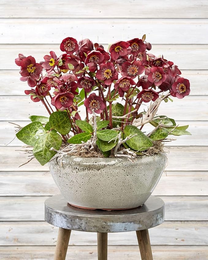 Perennial Farm Helleborus x Frostkiss® Vibey Velvet ™ No. 1