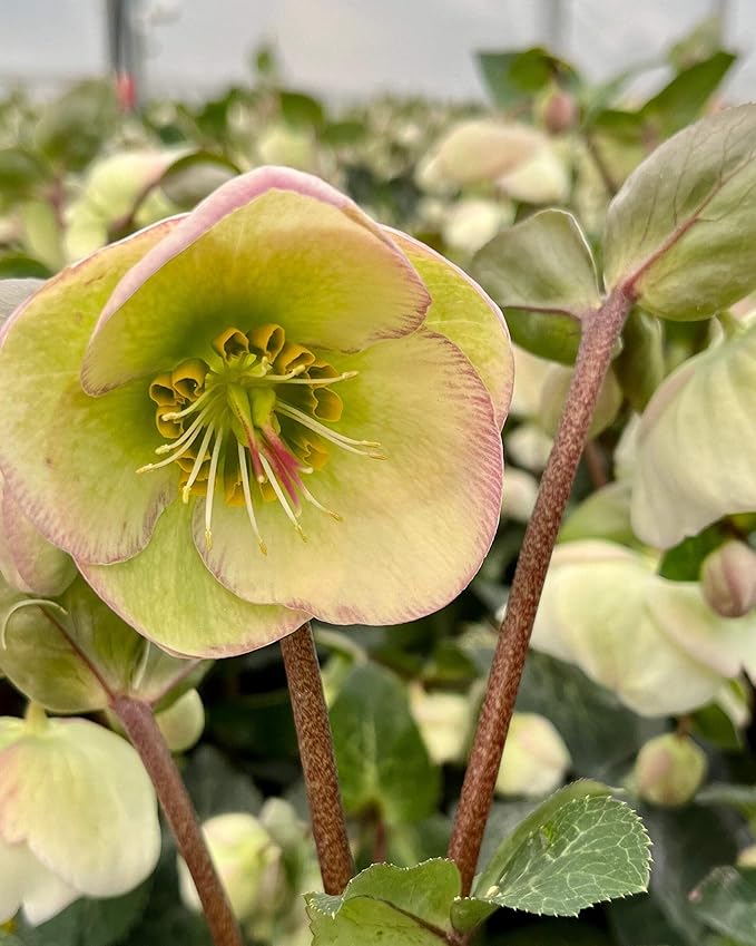 Perennial Farm Helleborus Frostkiss® Moondance™ No. 1