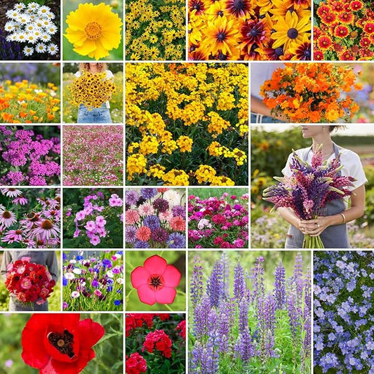 Eden Brothers Northeast Wildflower Mixed Seeds for Planting, 10 lb, 4,800,000+ Seeds with Cosmos, Candytuft, Shasta Daisy | Attracts Pollinators, Plant in Spring or Fall, Zones 3, 4, 5, 6, 7, 8, 9, 10