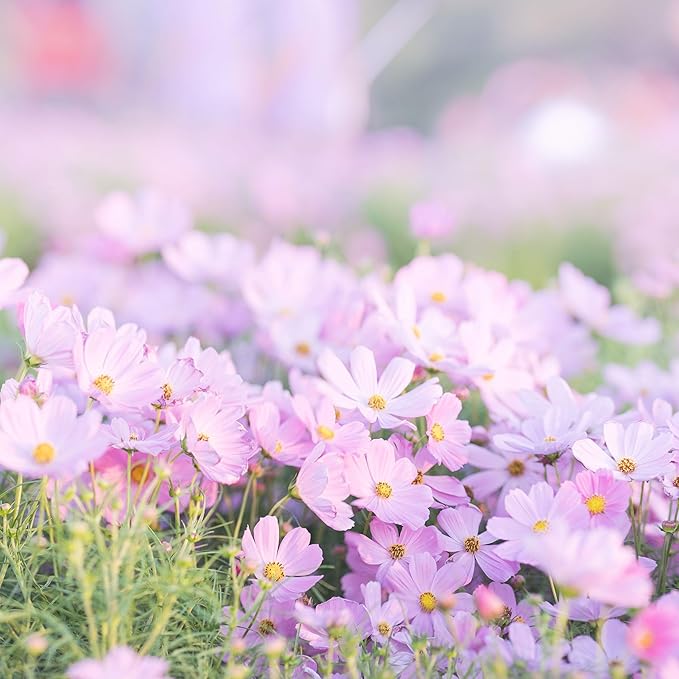 Eden Brothers Cosmos Seeds - Pinkie