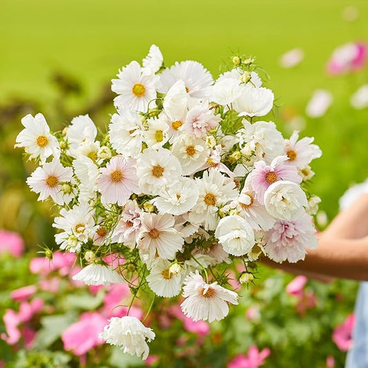 Eden Brothers Cosmos Seeds - Cupcake Blush