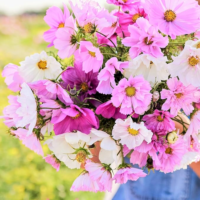 Eden Brothers Cosmos Seeds - Double Click Mixed