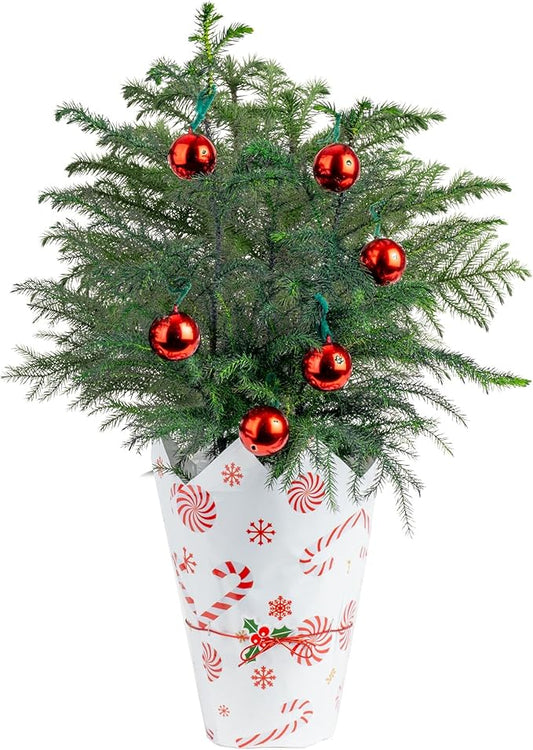 Costa Farms Norfolk Island Pine Live Christmas Tree, Live House Plant in Holiday Decorative Plant Pot, Easy to Maintain, Christmas or Holidays Decor, Decoration or Birthday Gift, 16-22 Inches Tall
