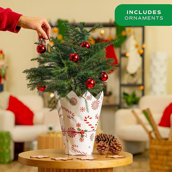 Costa Farms Live Small Norfolk Island Pine Christmas Tree in Modern Décor Planter, Holiday, Christmas Gift, Decoration, Holidays Room Decor, 10-12 Inches Tall