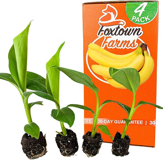 4-Pack of Fruiting Starter Plant Plugs by Foxtown Farms (Dwarf Cavendish Banana (4-Pack))