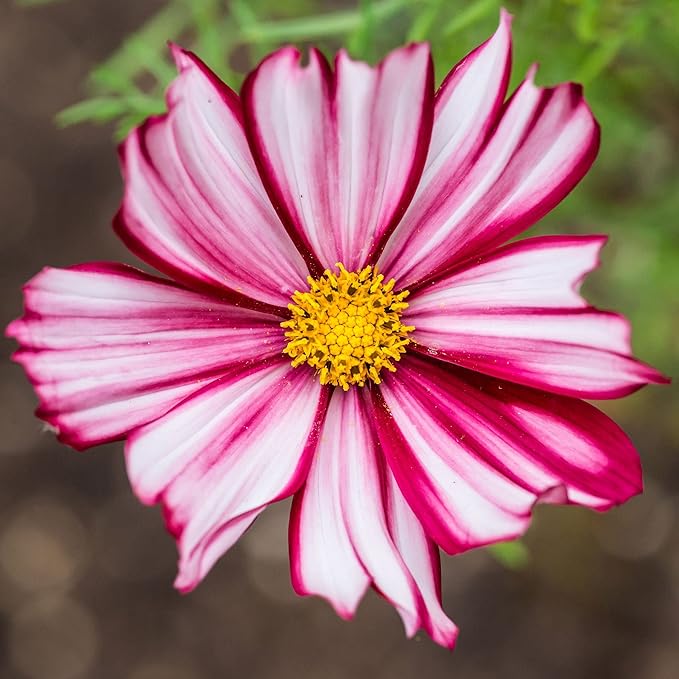 Eden Brothers Cosmos Seeds - Velouette