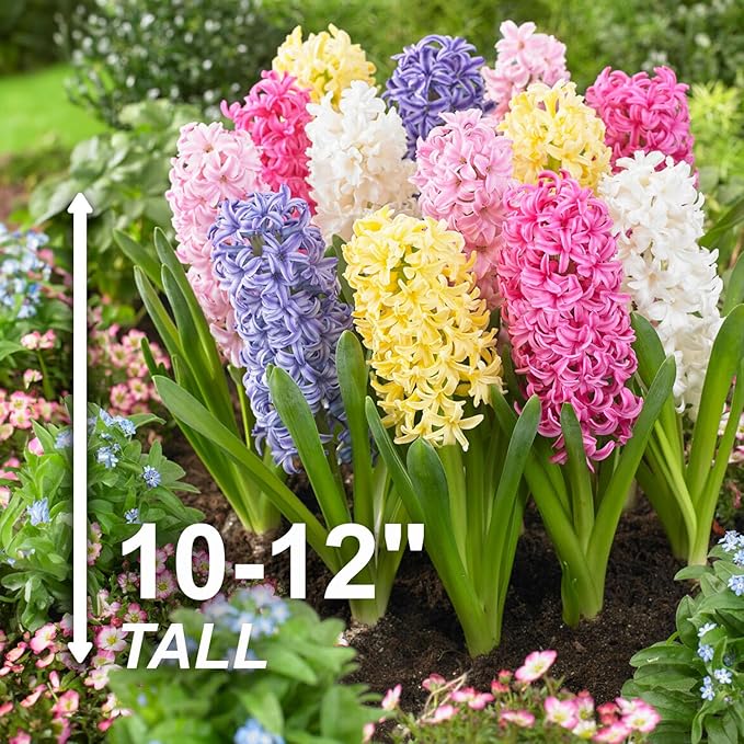 Garden State Bulb Pastel Mix Hyacinth Flower Bulbs, 15/16cm, Fall Planting (Bag of 25)