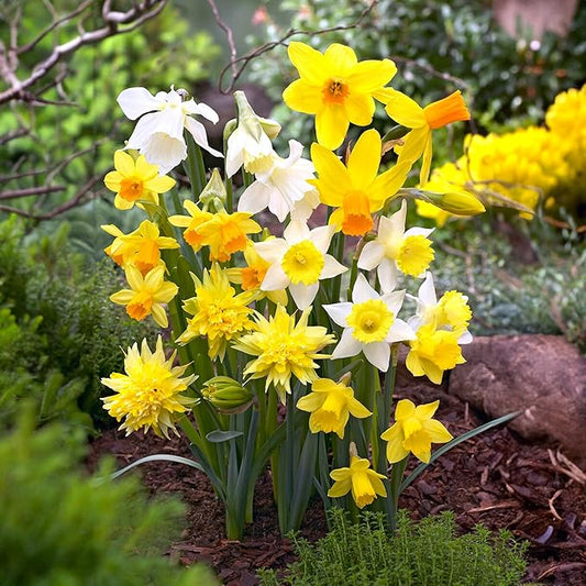 Garden State Bulb Narcissus Rock Garden Mix Daffodil Flower Bulbs, 12/14cm, Fall Planting (Bag of 100)