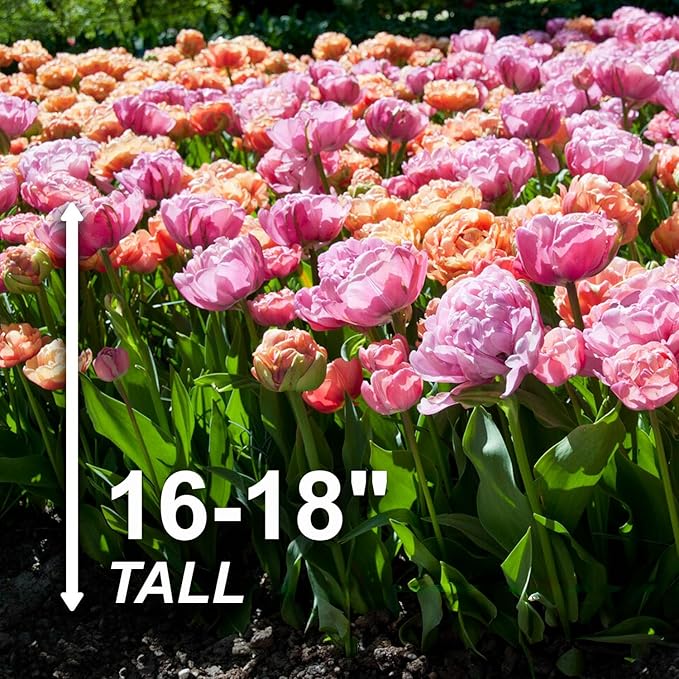 Garden State Bulb Amazing Blend Double Mix Tulip Flower Bulbs, 12/+ cm, Fall Planting (Bag of 50)