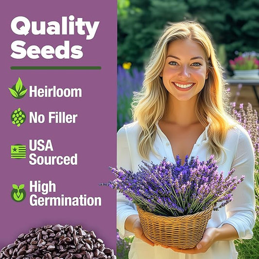 HOME GROWN English Lavender Seeds 2 Pack 3000 Non GMO Wildflower Seed, for Planting Indoor Outdoor High Germination Flower Seeds (Lavandula antustifolia)