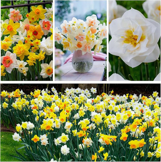 Dutch Bulbs Daffodil Bulbs Spring Dream Collection - 25 Perennial and Hardy Flower Bulbs - Scented Daffodil Mix from The Netherlands - for Garden and Pot (no Seeds - not Artificial)