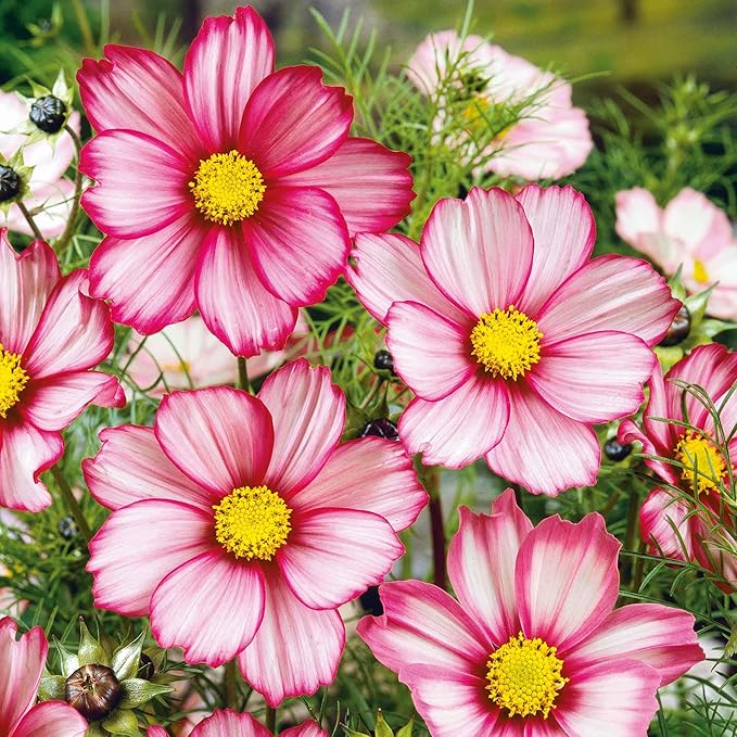 Eden Brothers Cosmos Seeds - Red Stripe