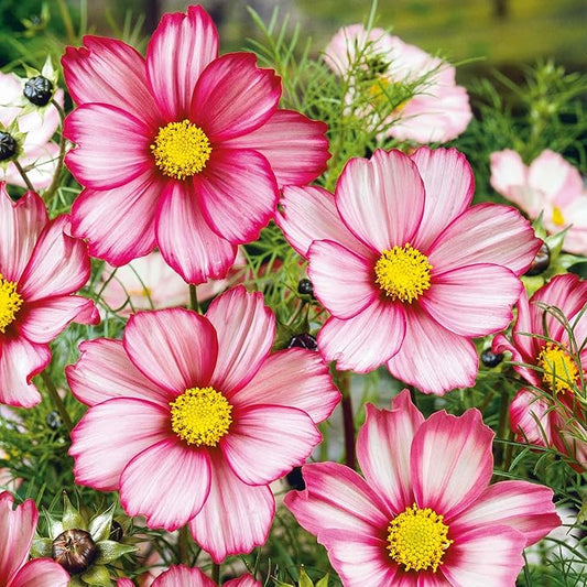 Eden Brothers Cosmos Seeds - Red Stripe